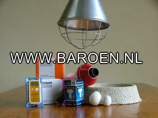 Broeden en opfokken