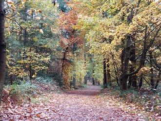 herfst - klein.jpg